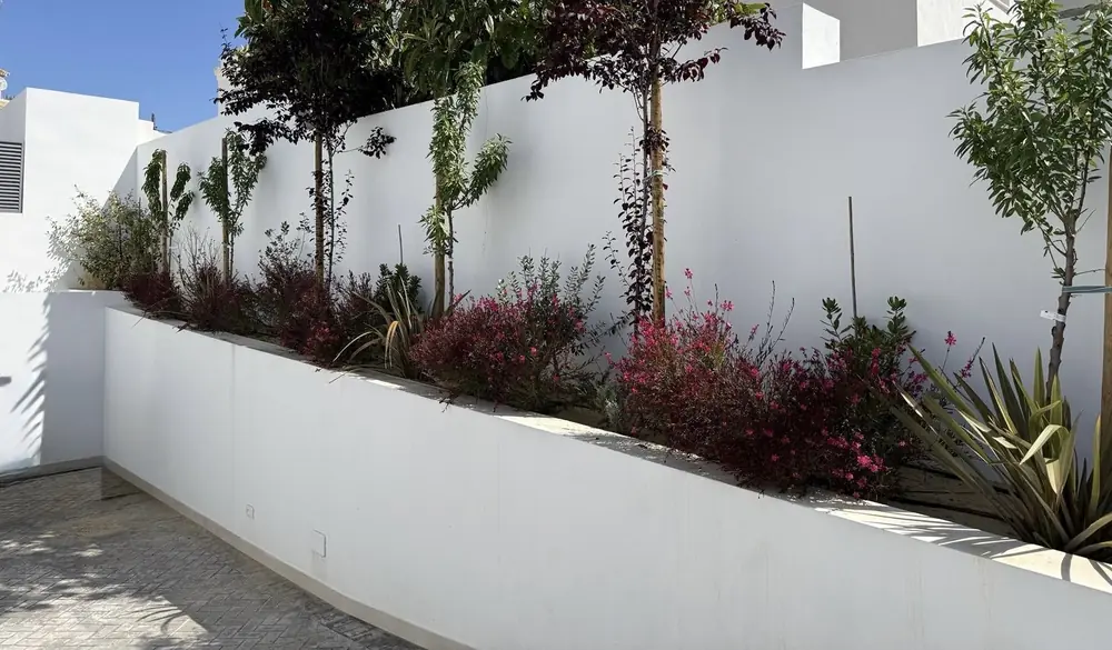 Jardinera elevada con árboles y gaura junto a un muro blanco